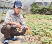 다자란 오이 10㎝ 안팎 불과…농사 망친 화성 농업인