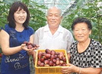 [화제]양평서 무화과 재배성공 김삼식·지난화씨 부부