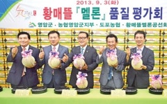 도포농협 ‘황매뜰’ 멜론 명품화 팔걷어