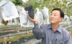 [화제]금·미네랄 함유 기능성포도 생산 이돌찬씨<경기 김포>
