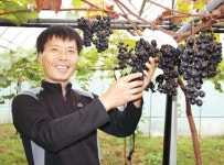 [이사람]유기농 포도 재배로 성공 농업 일구는 신동현씨<충북 청원>