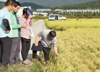 경주시 ‘이사금쌀’ 명품화 적극 나서