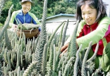 “와송 아시나요”