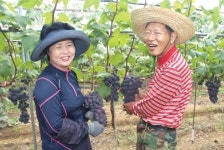 [이사람]76세에 영천에 정착해 포도농사 짓는 오국삼옹