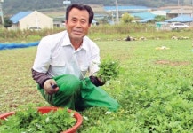 “해풍 맞고 자란 쑥 맛보세요”