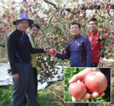 [유통확대경]‘후지’사과