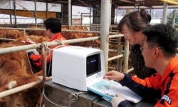 농협, 한우산업발전대책안 마련