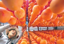 곶감이 주렁주렁…가을이 익어간다