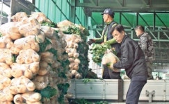 [집중점검]김장 채소류 반입량·거래가격 동향