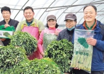 황룡농협, 미나리 특화작목으로 육성