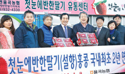 율곡농협 ‘첫눈에 반한 딸기’ 1t 홍콩 수출