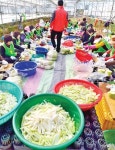 제주농협·여성단체, 겨울무 소비촉진 팔걷어