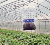 저온기 시설참외 ‘탄산솔’로 당도 높인다