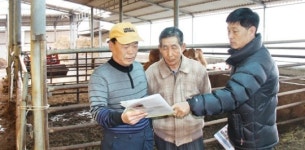 [현장]한우 폐업 신청 줄잇는 전남 무안 고절리 가보니…