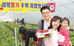 직접 따먹는 삼례딸기 “끝내줘요”