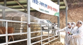 농협, 강원 양구목장서 구제역 예방 소독 시연