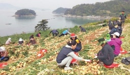 여천농협 임직원, 양파·완두콩 수확·선별 일손도와