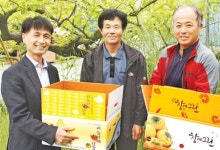 단감경남협의회·경남농협 ‘10㎏ 소포장사업’ 성과
