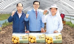 ‘노을감자’ 농가 소득증대 효자노릇