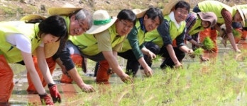 농협금융지주 임직원, 홍천서 일손돕기 ‘구슬땀’
