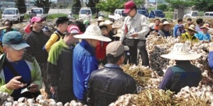 [현장]전남 고흥 녹동농협 산지 마늘공판장 가보니…
