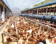 창간 50주년 특별기획 50부작⒄국내 축산업 ‘동물복지’ 어디까지 왔나