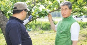 음봉농협, 수출배 안정생산에 팔걷어