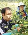 단양소백농협, 병원 입원한 농가 일손돕기 ‘귀감’