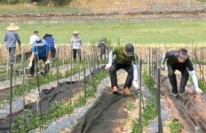 인해상사(해태.축협.비락) | 삼척지역 농·축협 나눔봉사단…미로면 상사전리서 일손 도와