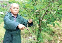 [희망취재]전남 함평농가 살균제 뿌린후 ‘오디’ 말라 죽어