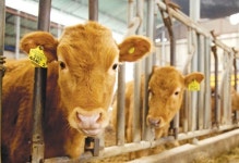 한우 20마리 미만 소규모 번식농가 1년새 2만가구 감소