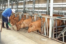 무더위 기승…축종별 가축관리 요령