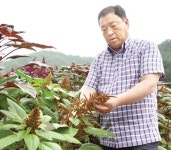 순창군 ‘아마란스’ 새 소득작목으로 육성