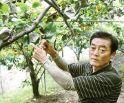 [희망취재]전남 곡성 배농가 “농약피해 입었는데 판매상도 제조사도 나몰라라”