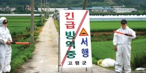 [현장]구제역·AI 발생 경북 고령·의성, 전남 함평을 가다