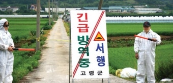 [현장]구제역·AI 발생 경북 고령·의성, 전남 함평을 가다