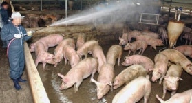 “위탁사육 농가에 구제역 백신 접종하라”