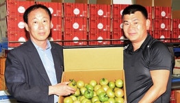 무주농협 ‘반딧불 완숙토마토’ 본격 출하