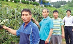 양주 남면농협, 고품질 아로니아 본격 출하