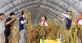 인천농협, 농협생명·인천원협과 토마토농장서 일손돕기