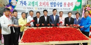 가북 고랭지 오미자 연합사업물량 첫 출하