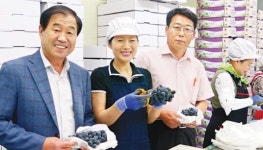 가산농협, 포도 공선출하·기술지원…명품화 박차