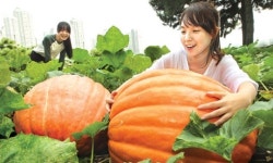 40㎏짜리 대형호박…가을을 한아름