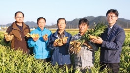 합천호농협, 생강 소득작목화 성과