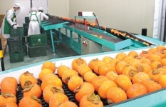 ‘청도반시’ 대기업에 판매한다