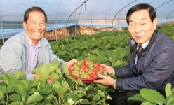 고령 쌍림농협, 맛좋은 ‘햇살그린’ 딸기 출하