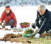 폭설로 늦어진 냉이 수확