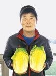 진도와송배추협동조합 | 영양만점 진도 ‘쌈배추’ 소비자 입맛 유혹