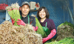 새아침 희망을 여는 현장⑸청정미나리 생산하는 김진호·윤영옥씨 부부 <부산 기장>