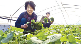 “쌉싸름하고 향긋한 곤달비 맛보세요”